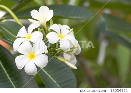 Lan thom flower 18054221
