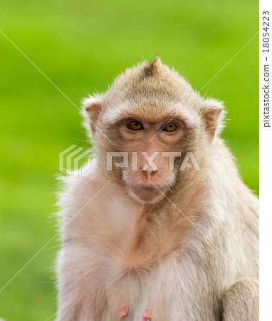 Macaque mongkey closeup Macaque mongkey closeup 18054223