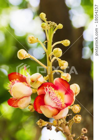 Shorea Robus flowers 18054257