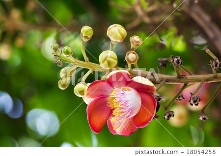 Shorea Robus flowers 18054258