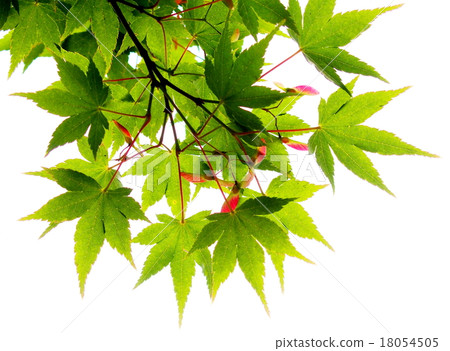 Flower of Iohamomoji Flower of Iohamomoji 18054505