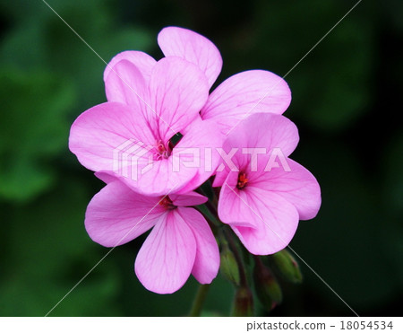 Geranium 18054534