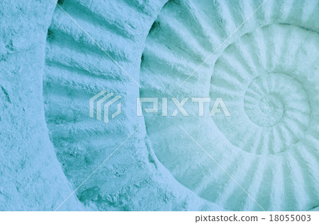 Color of ammonite prehistoric fossil. Color of ammonite prehistoric fossil. 18055003