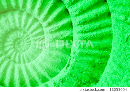 Color of ammonite prehistoric fossil. 18055004