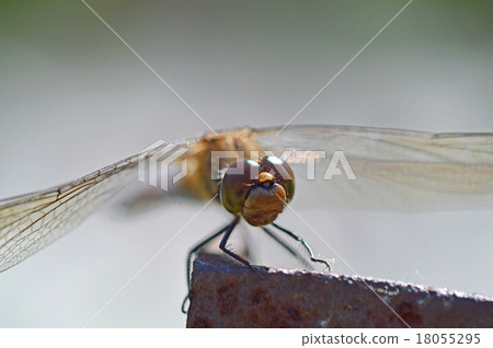 Dragonfly  18055295