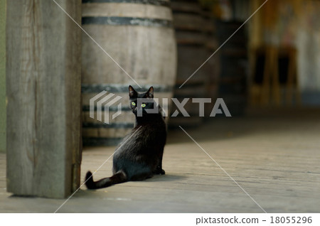 Black cat in an old winery Black cat in an old winery 18055296