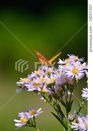 錫安和蝴蝶盛開 18055307