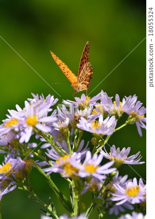 錫安和蝴蝶盛開 18055324