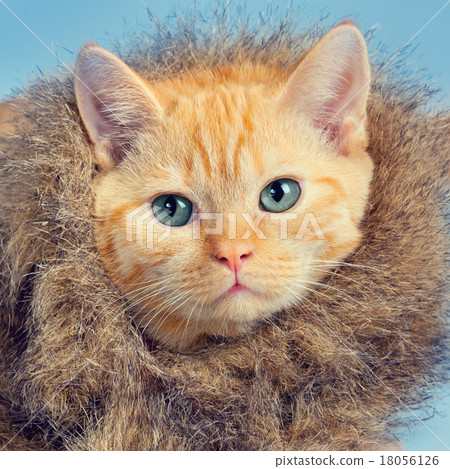 cat wearing coat