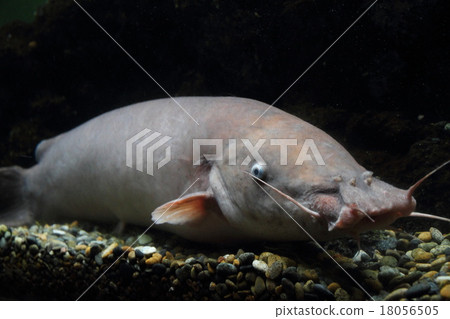 電鯰魚 電鯰魚 18056505
