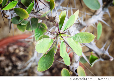 Succulent close up 18056578