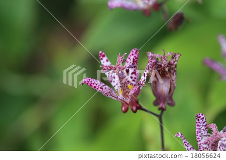 花 花 18056624