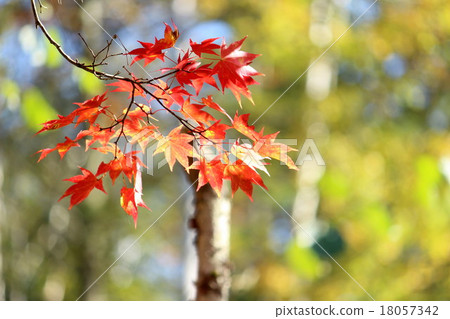 Maple  18057342