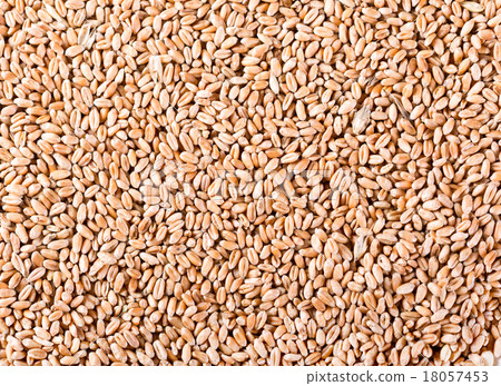 grains of wheat grains of wheat 18057453