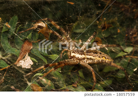 Wolf spider is resting on the net 18057559