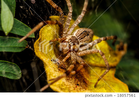 Wolf spider is resting on the net Wolf spider is resting on the net 18057561