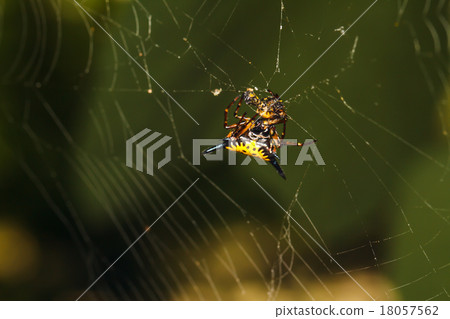 Spider on the web Spider on the web 18057562
