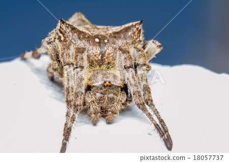 spider 18057737