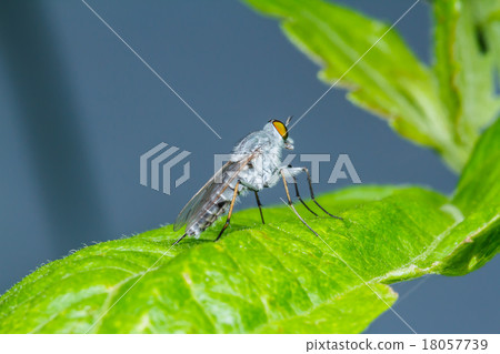 Fly on green leaf Fly on green leaf 18057739