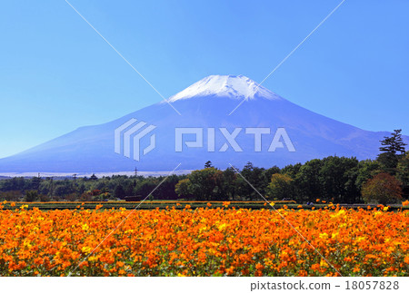 Kibanacosmos and Mt. Fuji 18057828