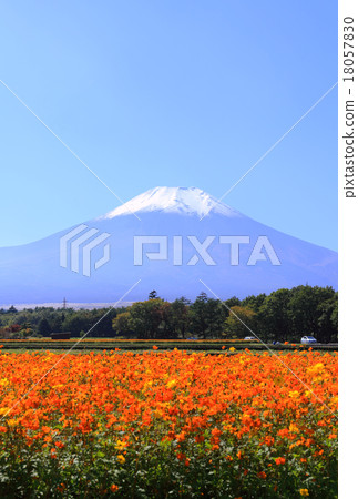 Kibanacosmos和富士山 18057830