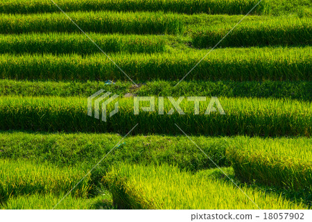Rice terraces Rice terraces 18057902