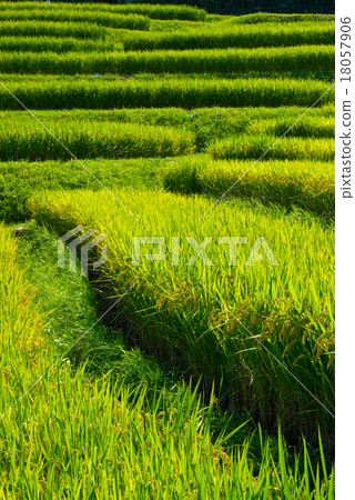 Rice terraces Rice terraces 18057906
