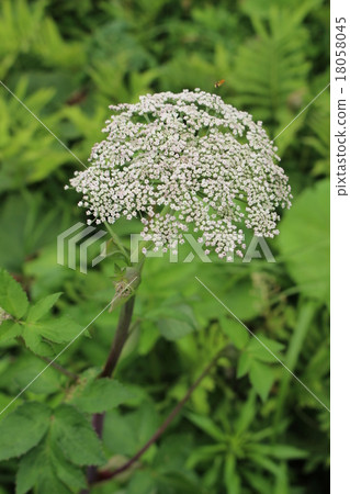 Serigi花 18058045