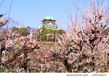 盛開在大阪城堡的李子開花 盛開在大阪城堡的李子開花 18058825