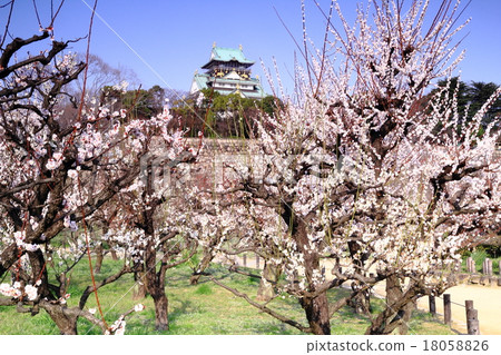 Plum blossoms blooming in Osaka Castle Plum blossoms blooming in Osaka Castle 18058826