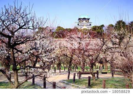Plum blossoms blooming in Osaka Castle 18058829