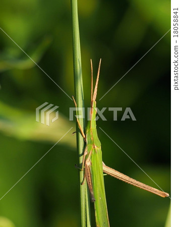 Locust Locust 18058841