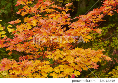 Autumn leaves 18058856