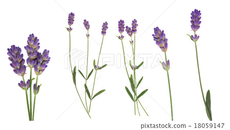 Lavender flowers set isolated on white 18059147