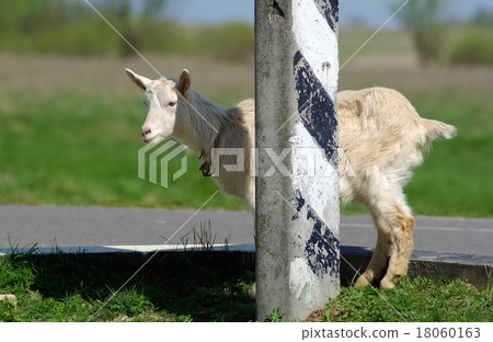 Goat and pillar Goat and pillar 18060163