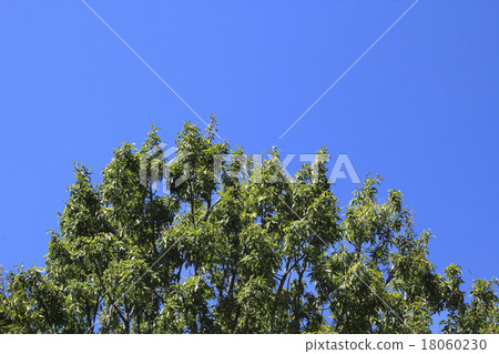 Kunugi和藍天 18060230