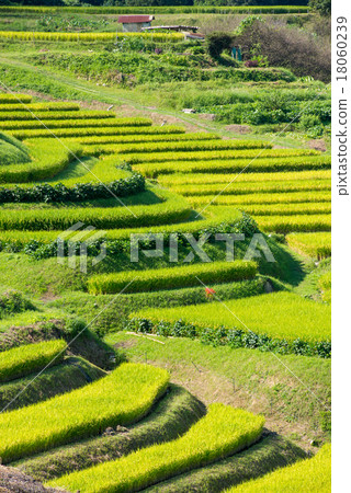 Rice terraces 18060239