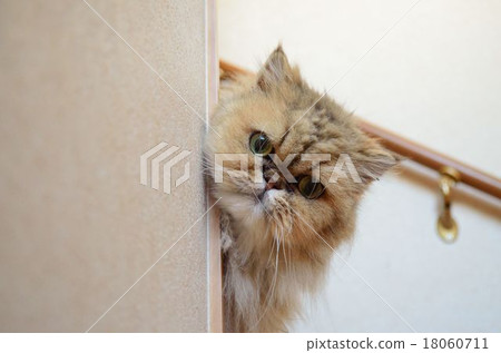 看到你的栗鼠（來吧！ 18060711