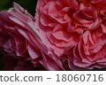 rose	 18060716