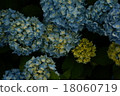 hydrangea   18060719