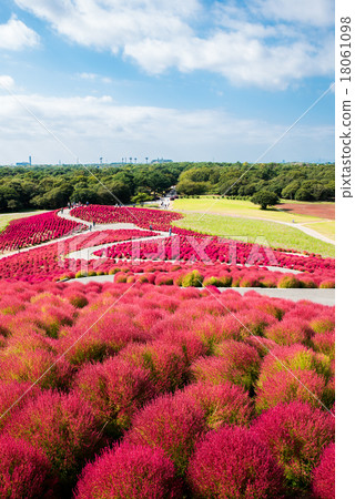 國有的日立海濱公園Kokia的秋葉 18061098