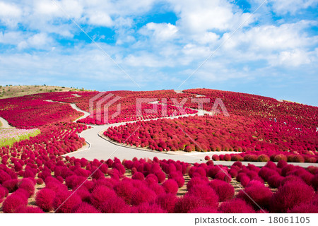 Autumn leaves of state-owned Hitachi Seaside Park Kokia Autumn leaves of state-owned Hitachi Seaside Park Kokia 18061105