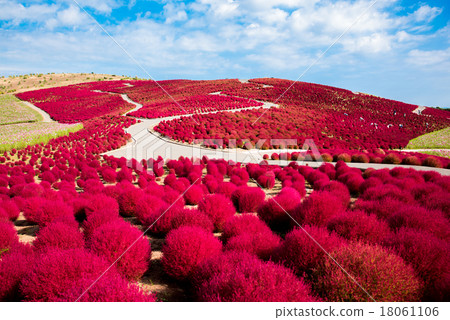 Autumn leaves of state-owned Hitachi Seaside Park Kokia 18061106