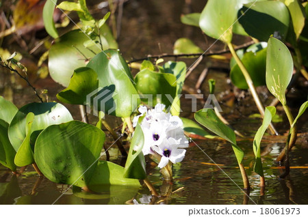 亞馬遜之花 18061973