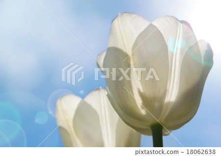 White Tulips 18062638