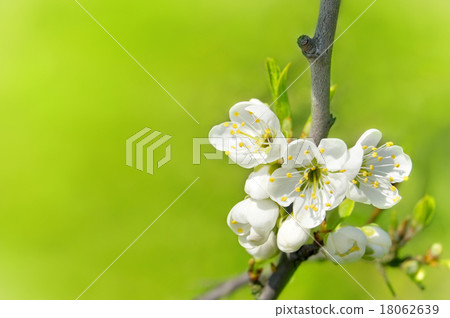 Flower Tree 18062639