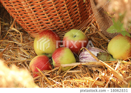 Vegetables and fruits in a basket Vegetables and fruits in a basket 18062831