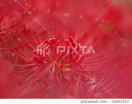 群集孤挺花 群集孤挺花 18062833
