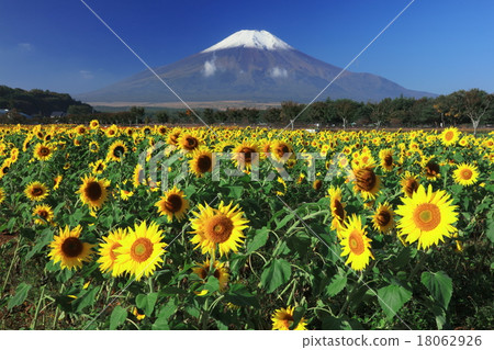 向日葵和富士山 18062926