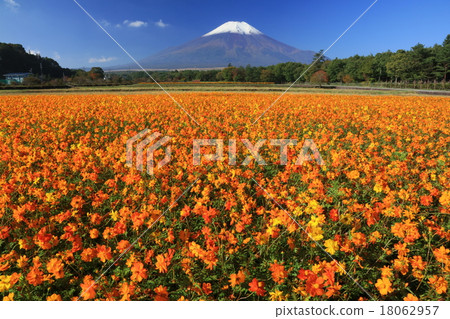 Cosmos and First Crown Snow Fuji 18062957